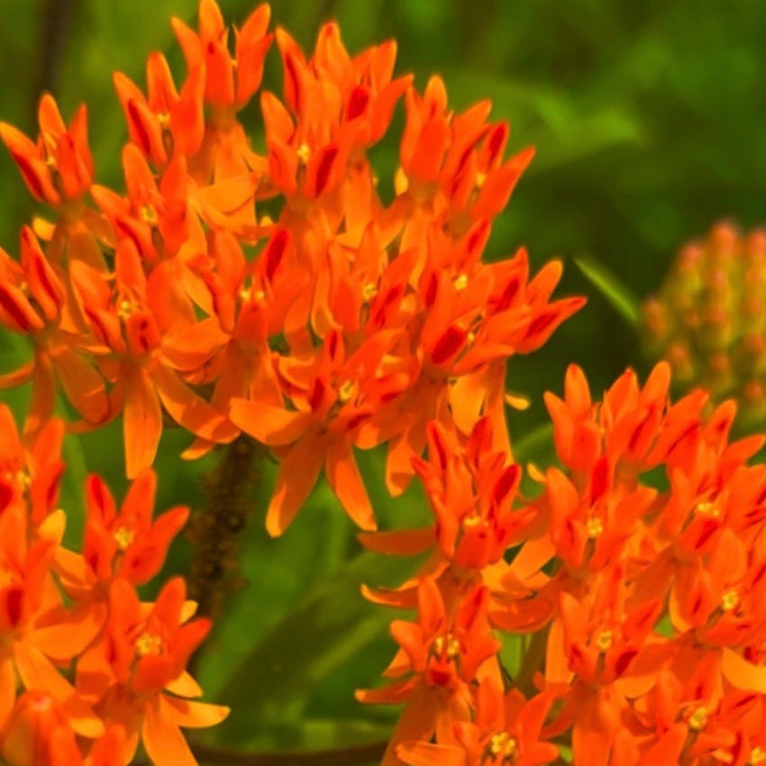 130: Milkweed Mix