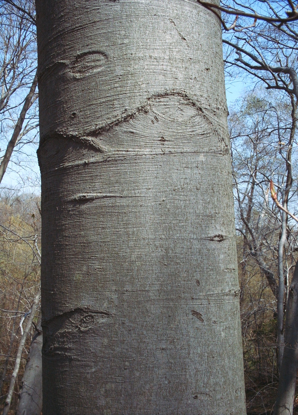 Fagus grandifolia (American Beech)