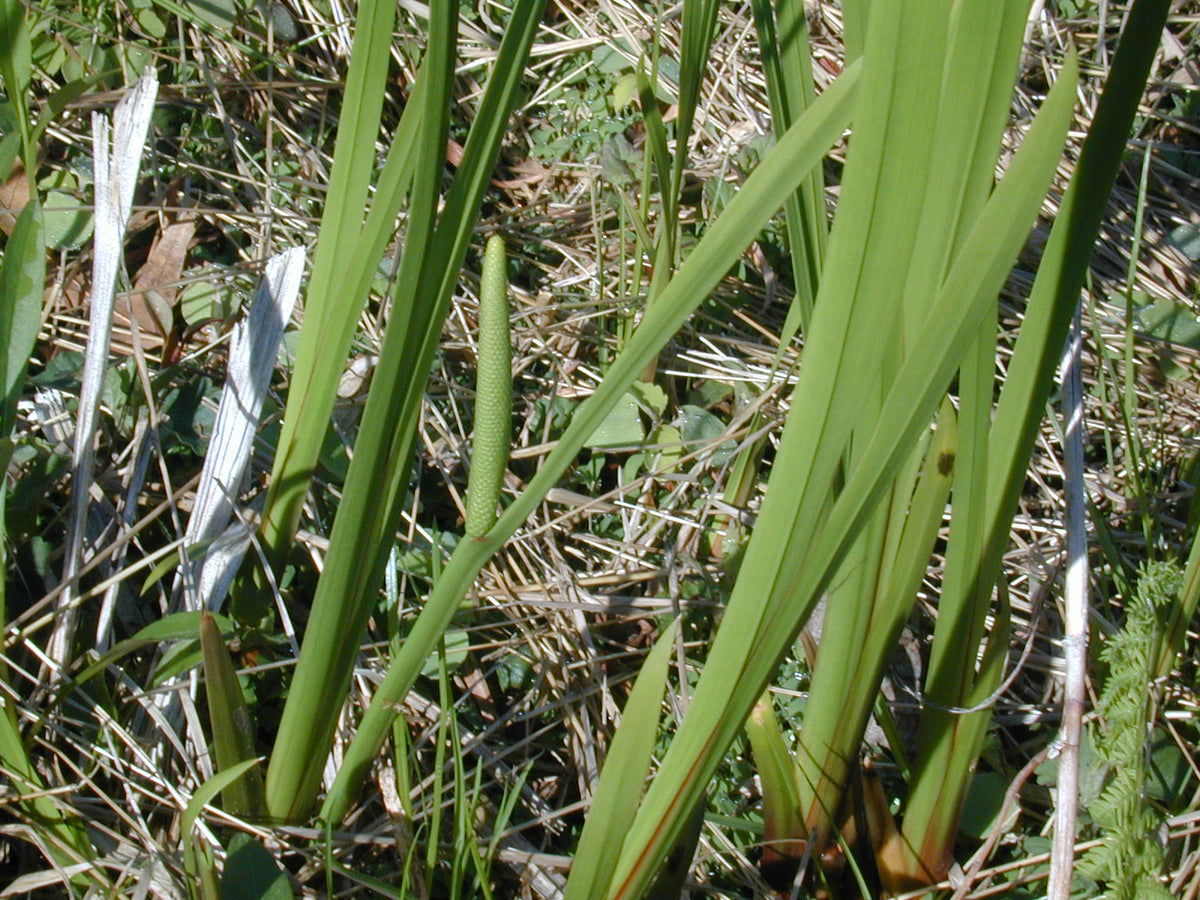 Acorus americanus (Sweetflag)