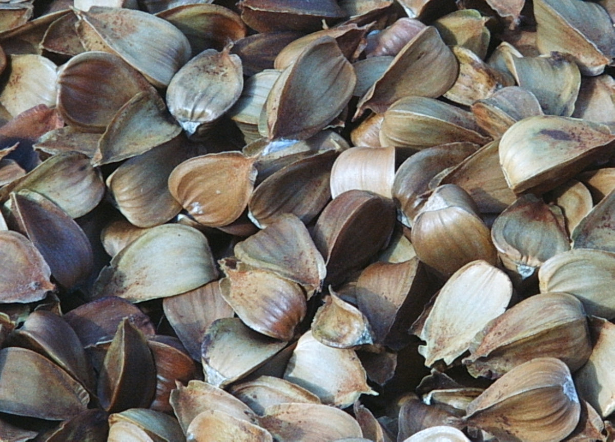 Fagus grandifolia (American Beech)