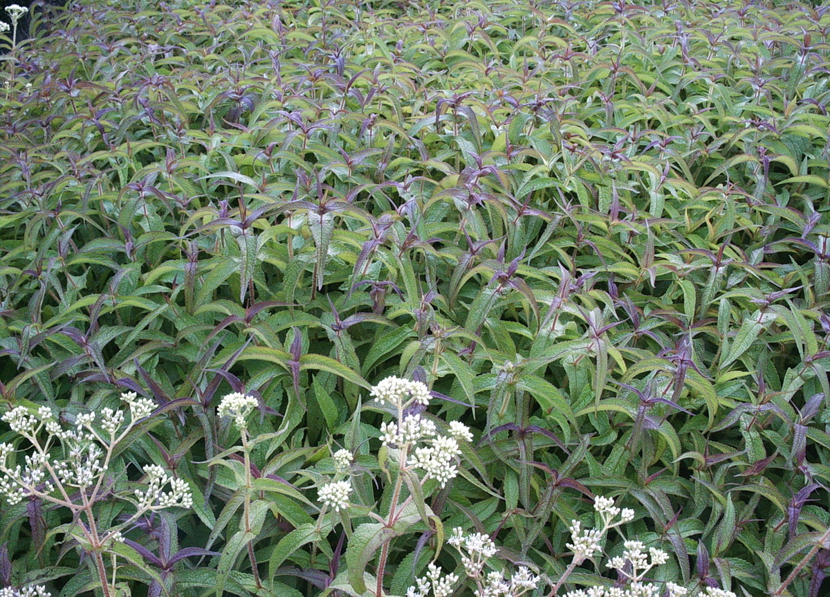 Eutrochium perfoliatum (Boneset)