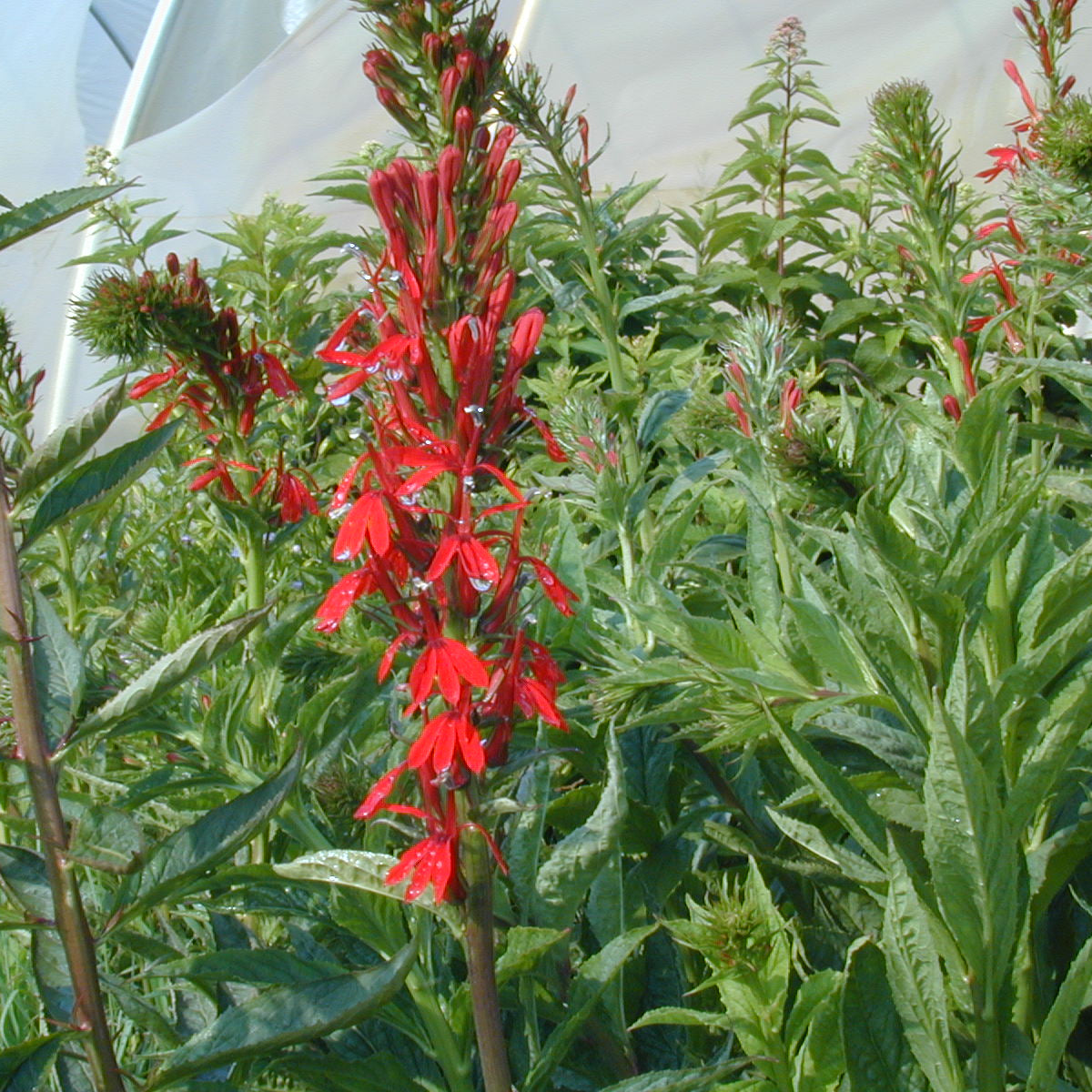 Lobelia cardinalis (Cardinal Flower)