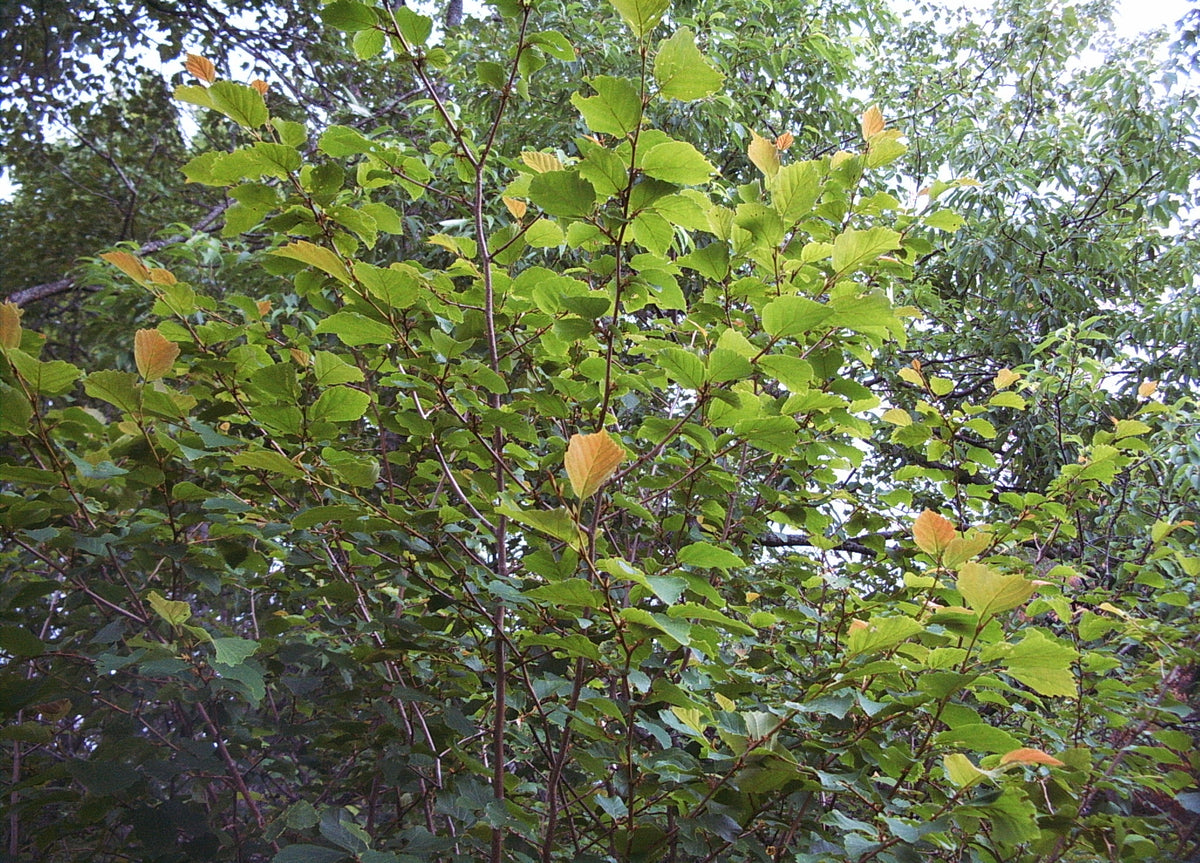 Hamamelis virginiana (Witch Hazel)