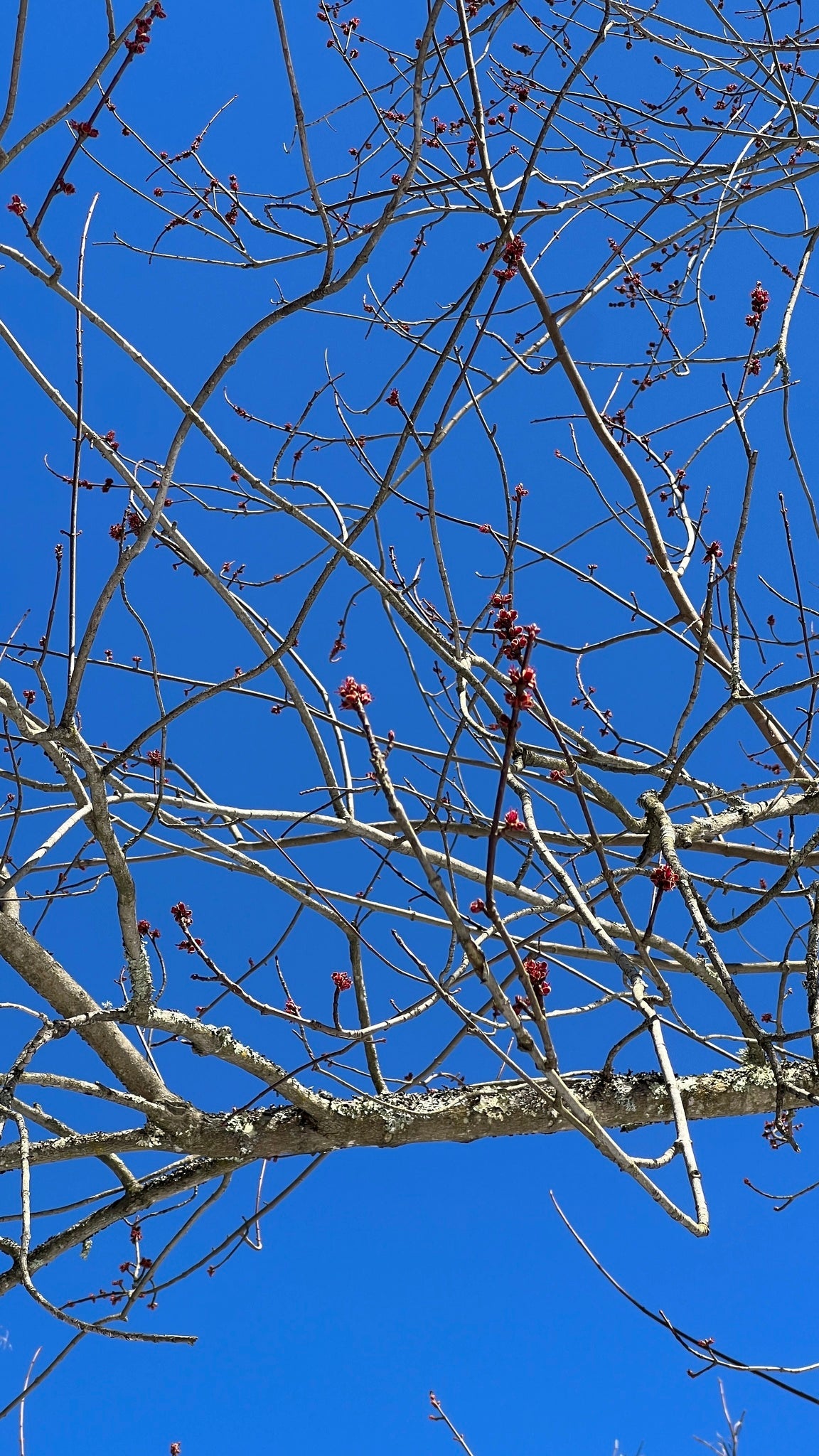 Acer saccharinum (Silver Maple)