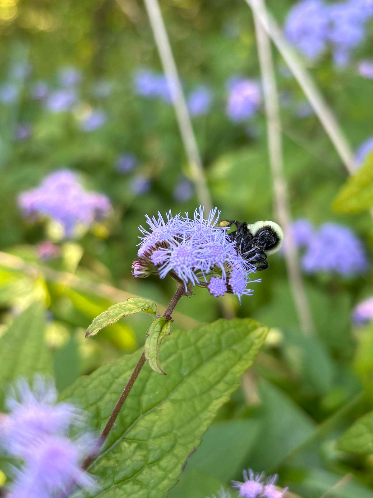Conoclinium coelestinum (Blue Mistflower)