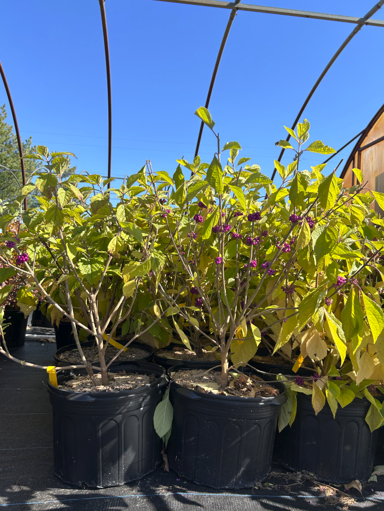 Callicarpa americana (American Beautyberry)