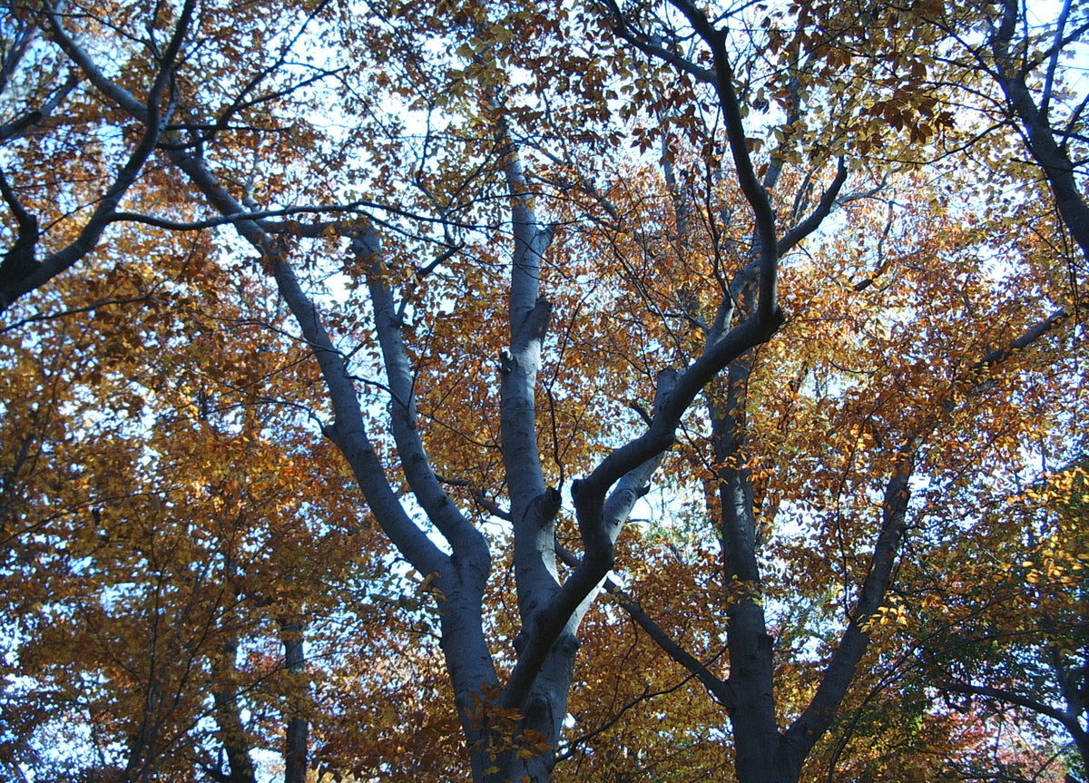 Fagus grandifolia (American Beech)