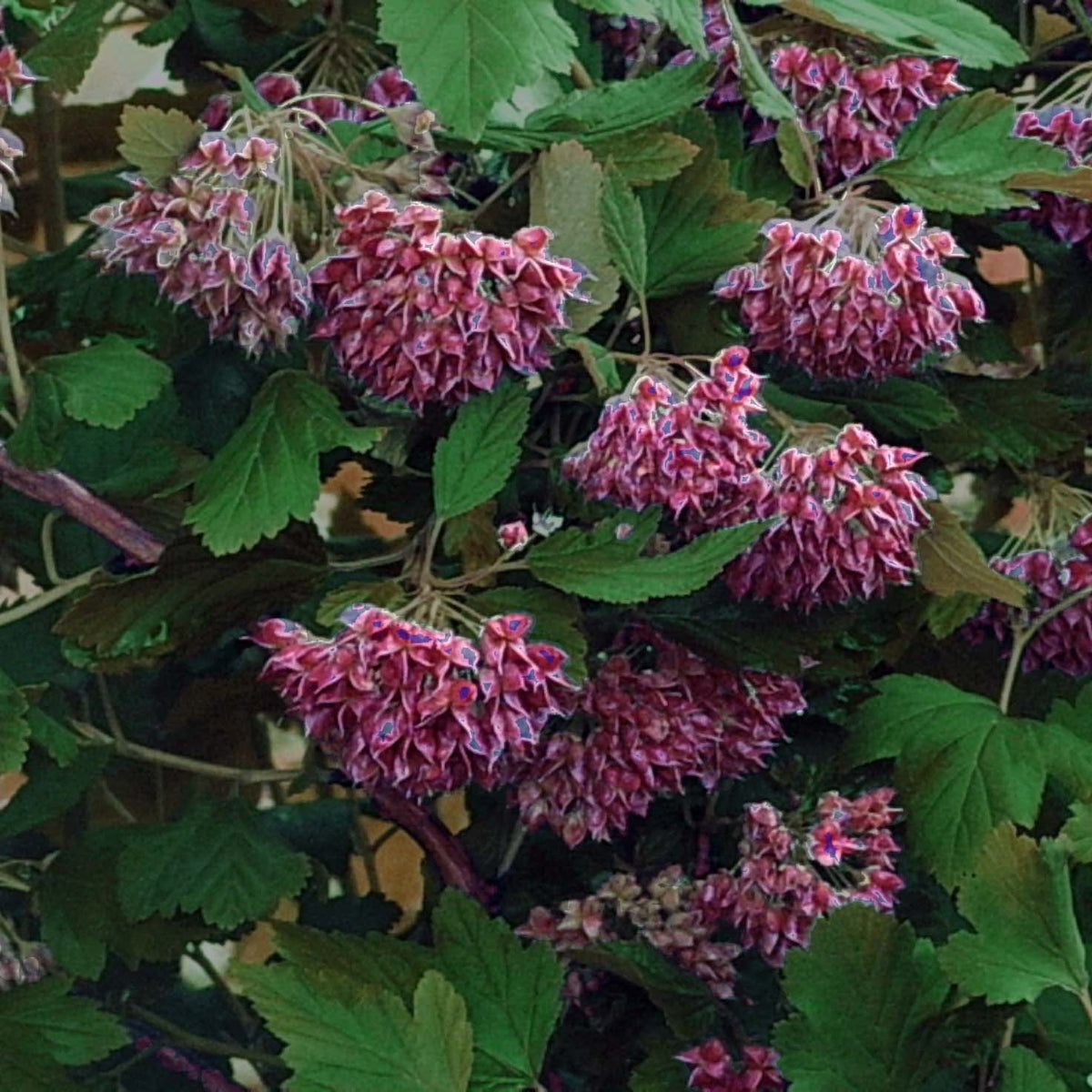 Physocarpus opulifolius (Ninebark)
