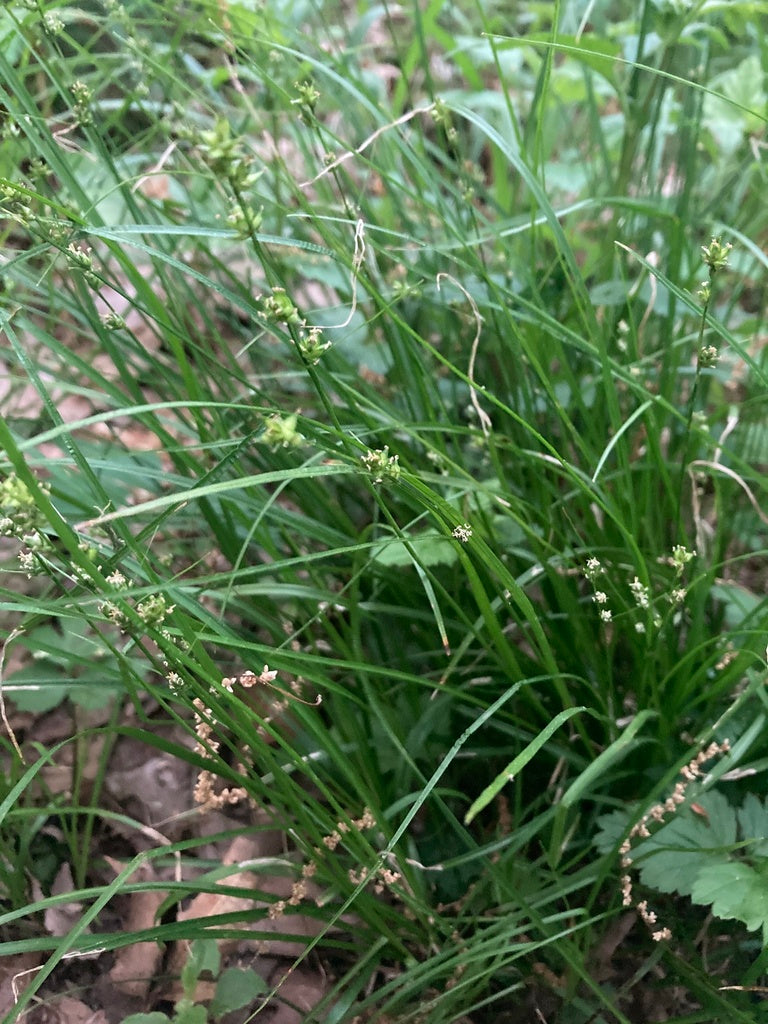 Carex rosea (Rosy Sedge)