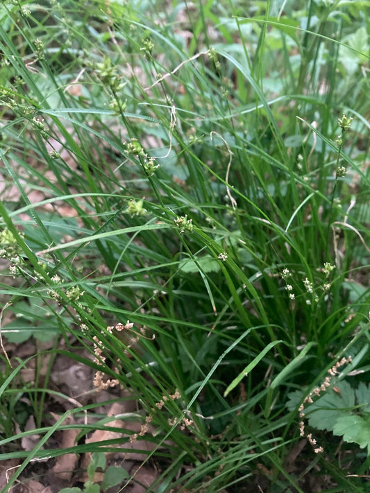 Carex rosea (Rosy Sedge)
