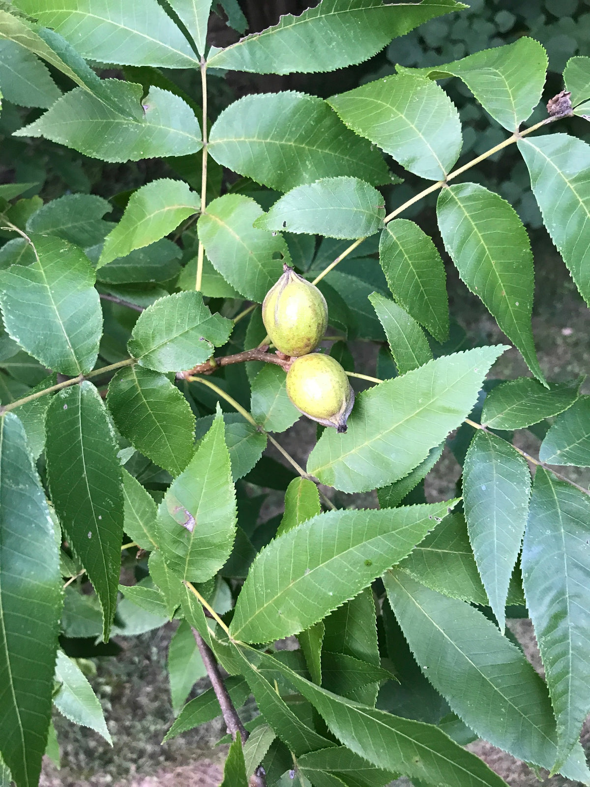 Carya glabra (Pignut Hickory)