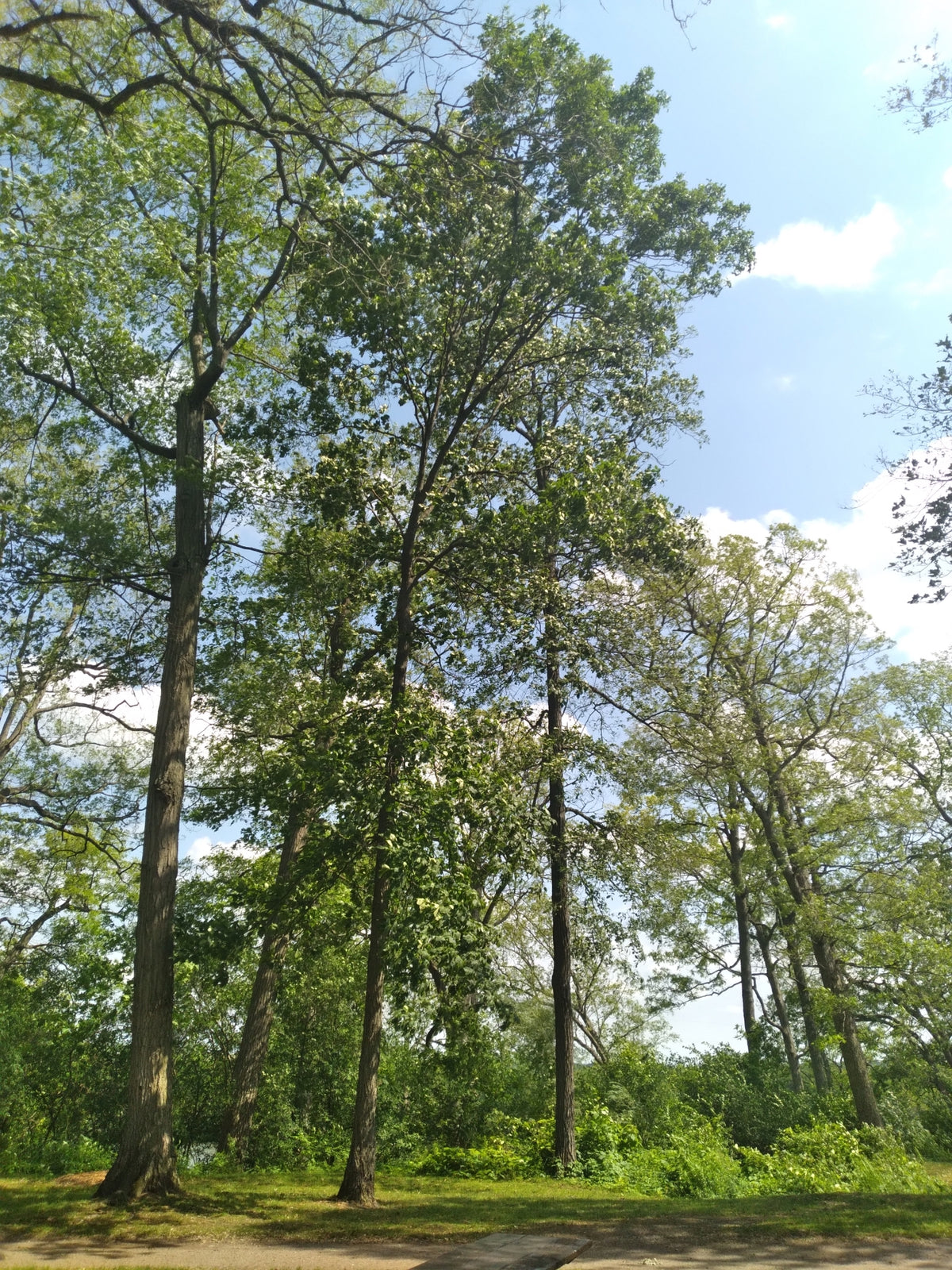 Carya glabra (Pignut Hickory)