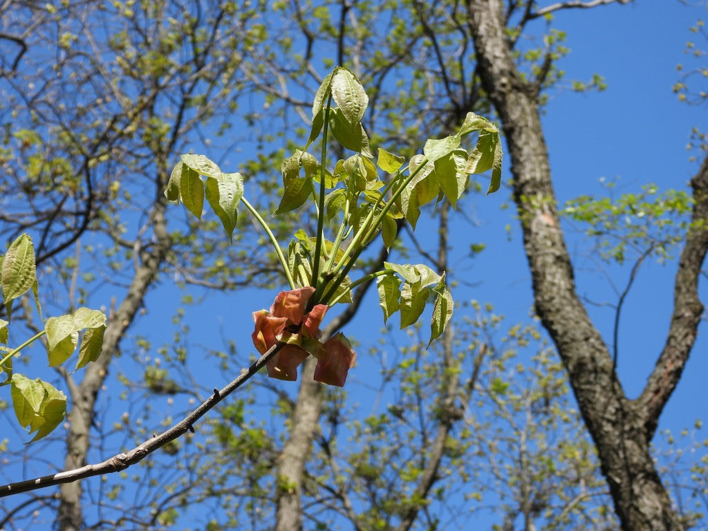 Carya ovata (Shagbark Hickory)