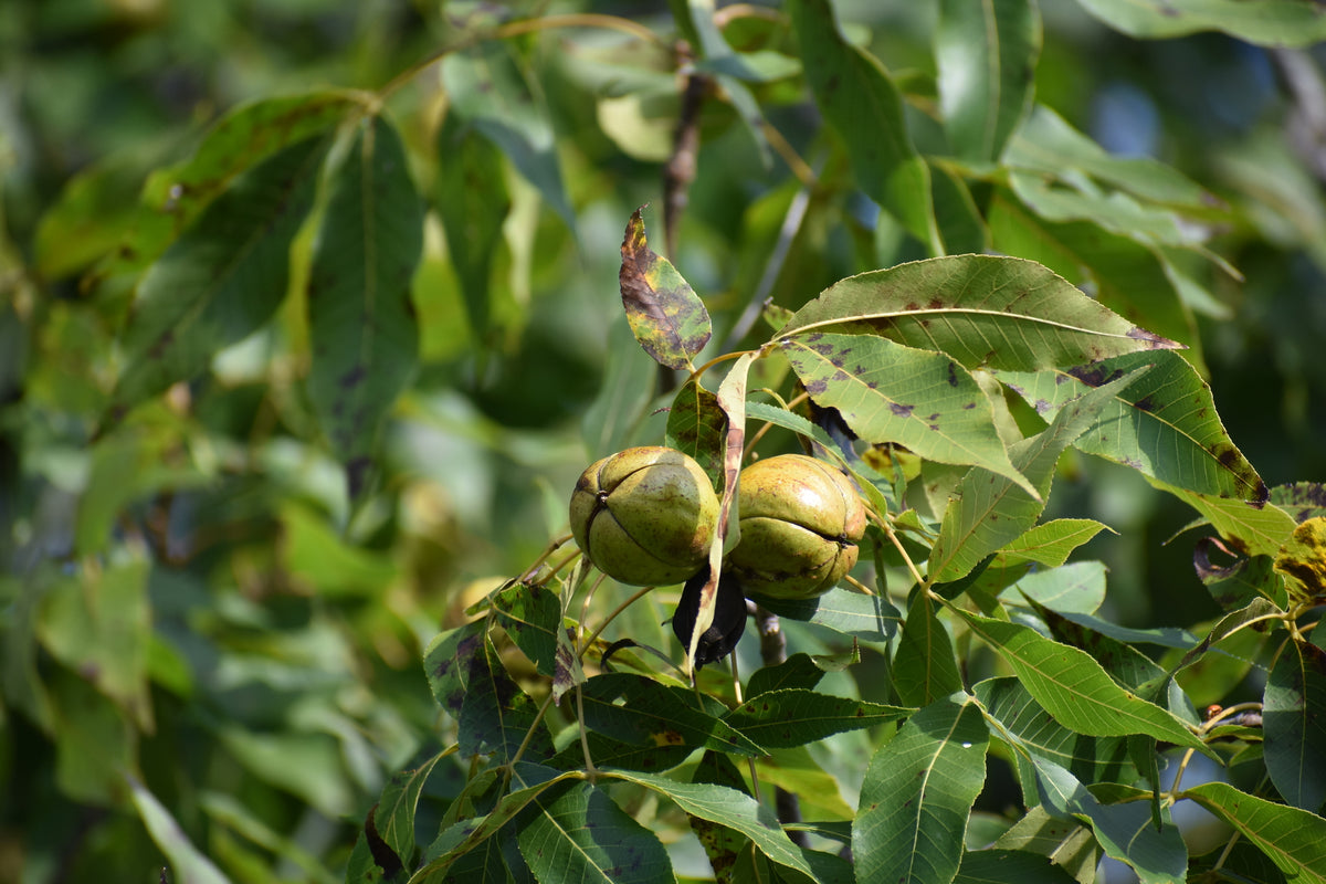 Carya ovata (Shagbark Hickory)