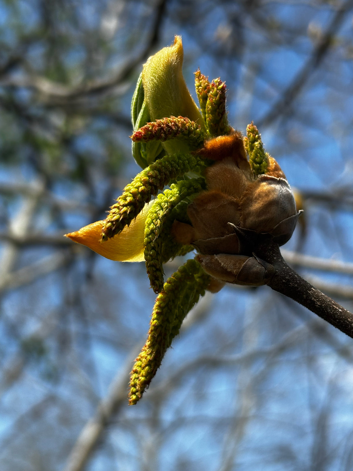 Carya ovata (Shagbark Hickory)