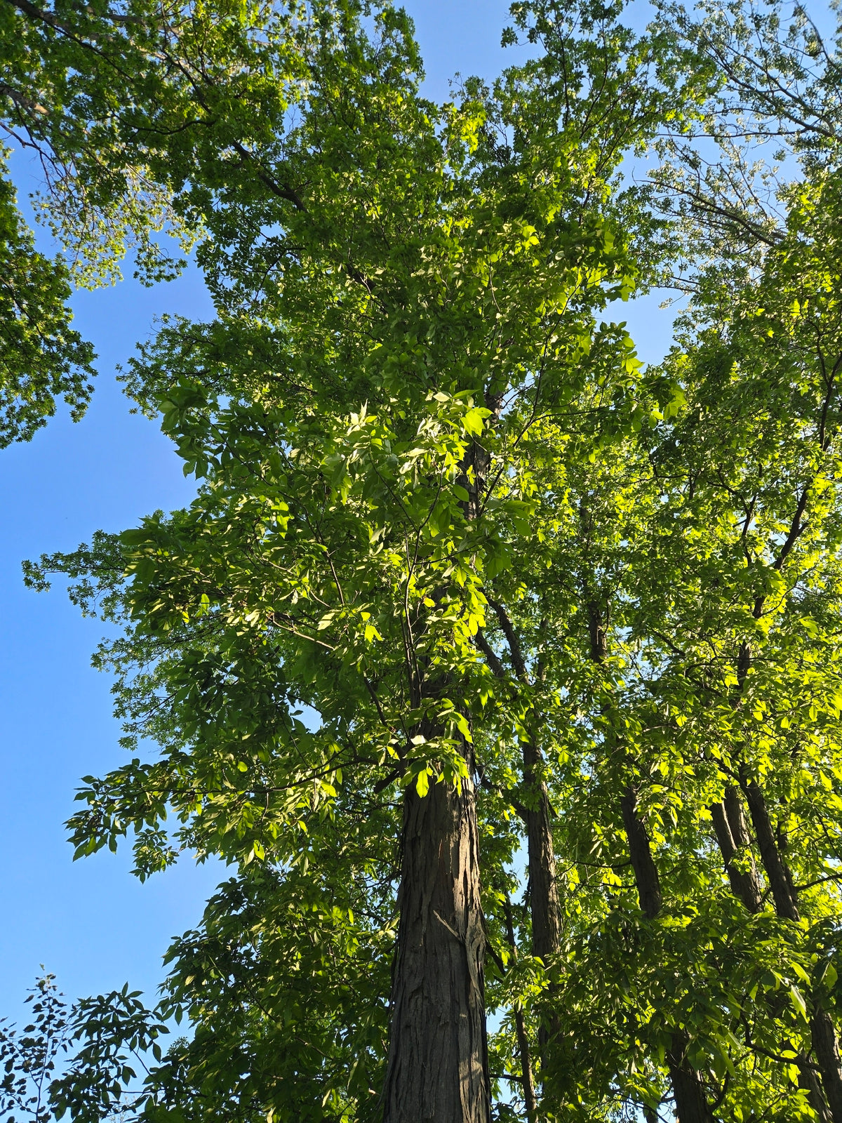 Carya ovata (Shagbark Hickory)