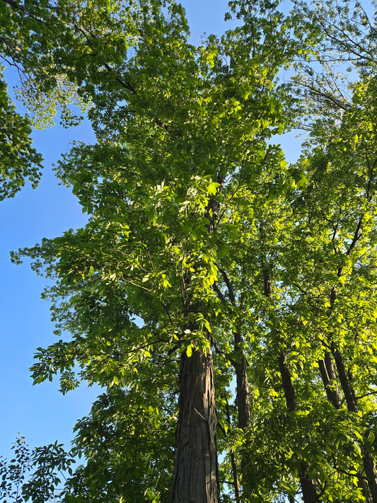Carya ovata (Shagbark Hickory)