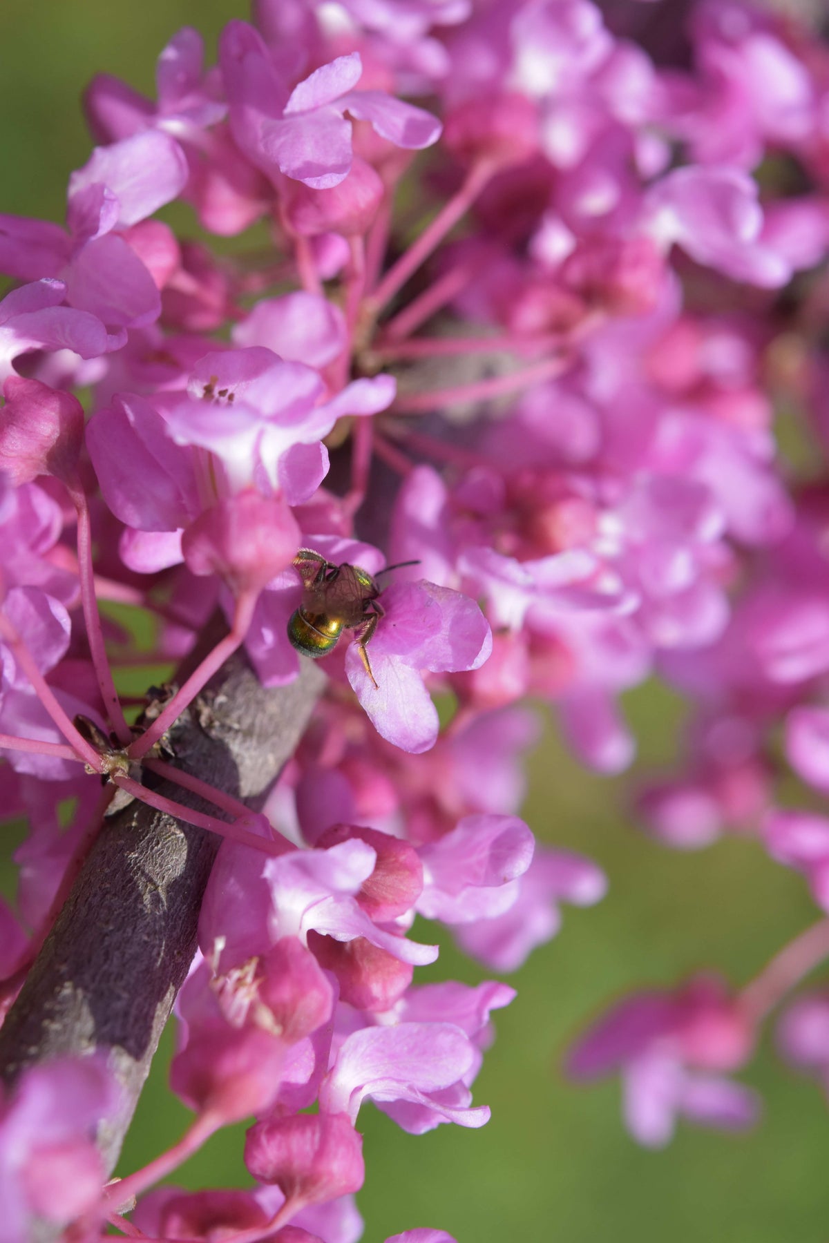 Cercis canadensis (Eastern Redbud)
