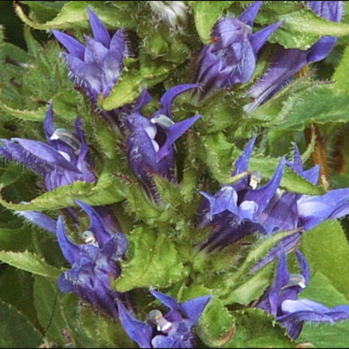 103: Northeast Wildflower Mix