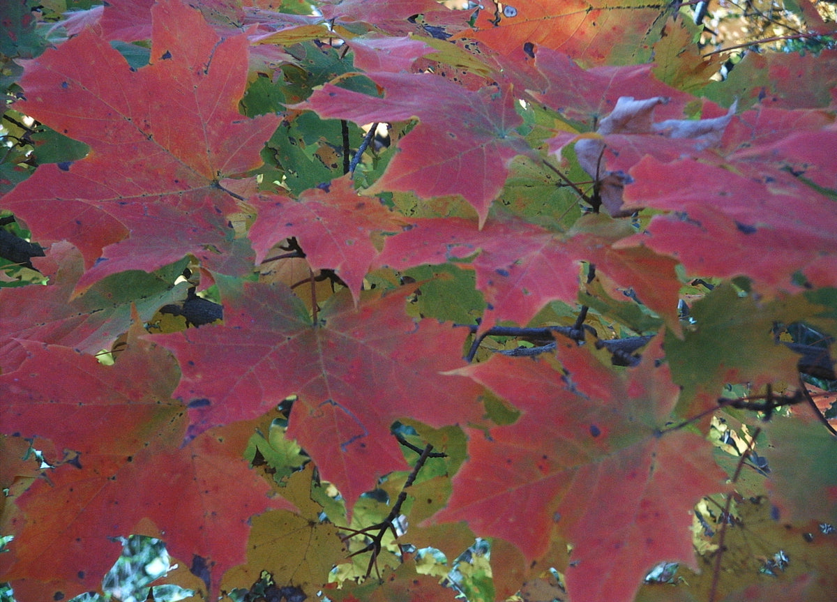 Acer saccharum (Sugar Maple)