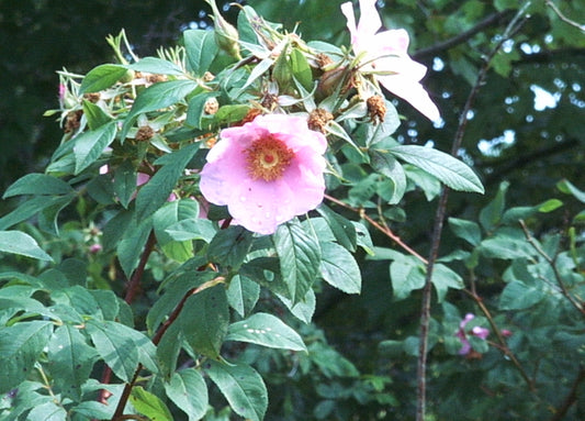 Rosa palustris (Swamp Rose)