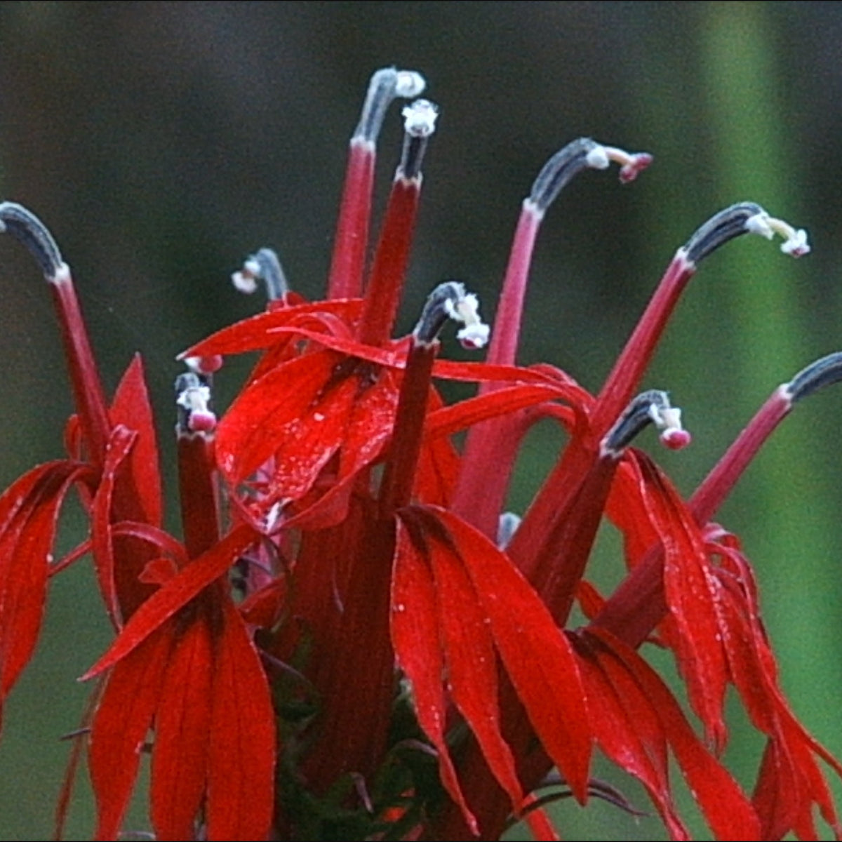 Lobelia cardinalis (Cardinal Flower)
