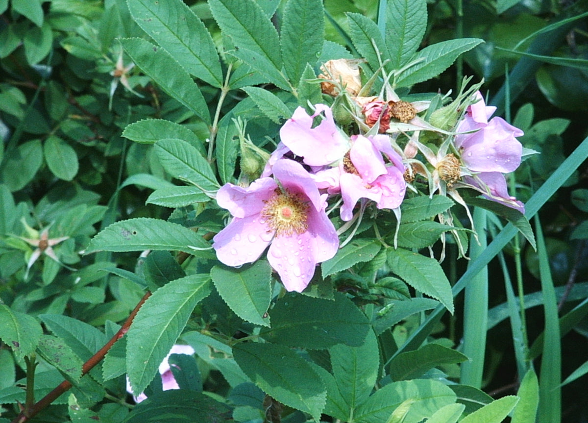 Rosa palustris (Swamp Rose)