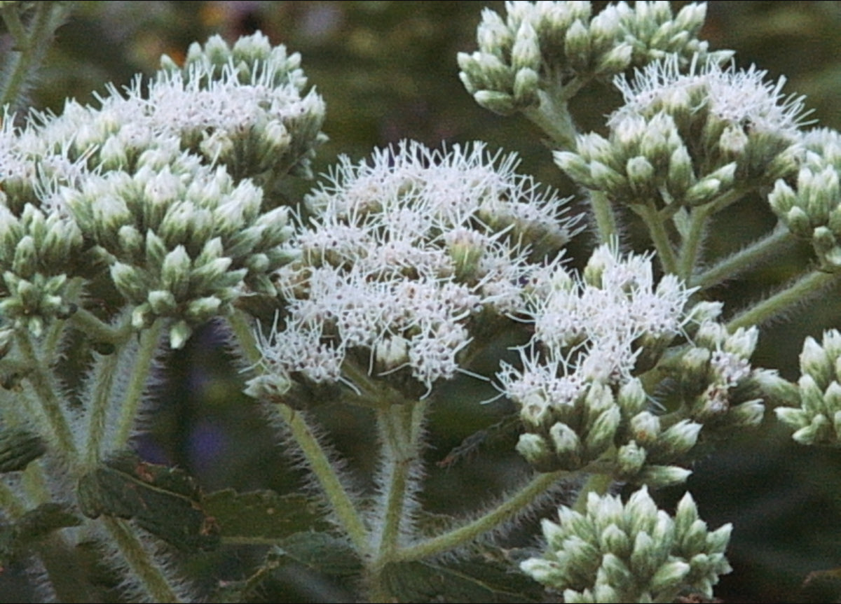 Eutrochium perfoliatum (Boneset)