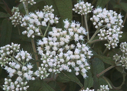Eutrochium perfoliatum (Boneset)