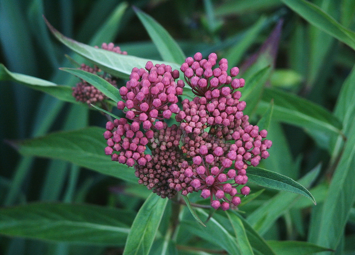 Asclepias incarnata (Swamp Milkweed)