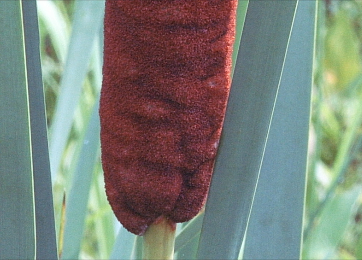 Typha latifolia (Broadleaf Cattail)