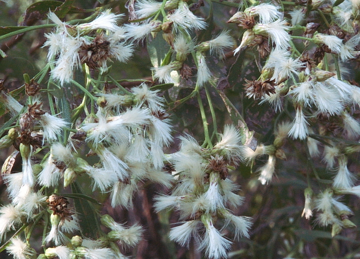 Baccharis halimifolia (Groundseltree)