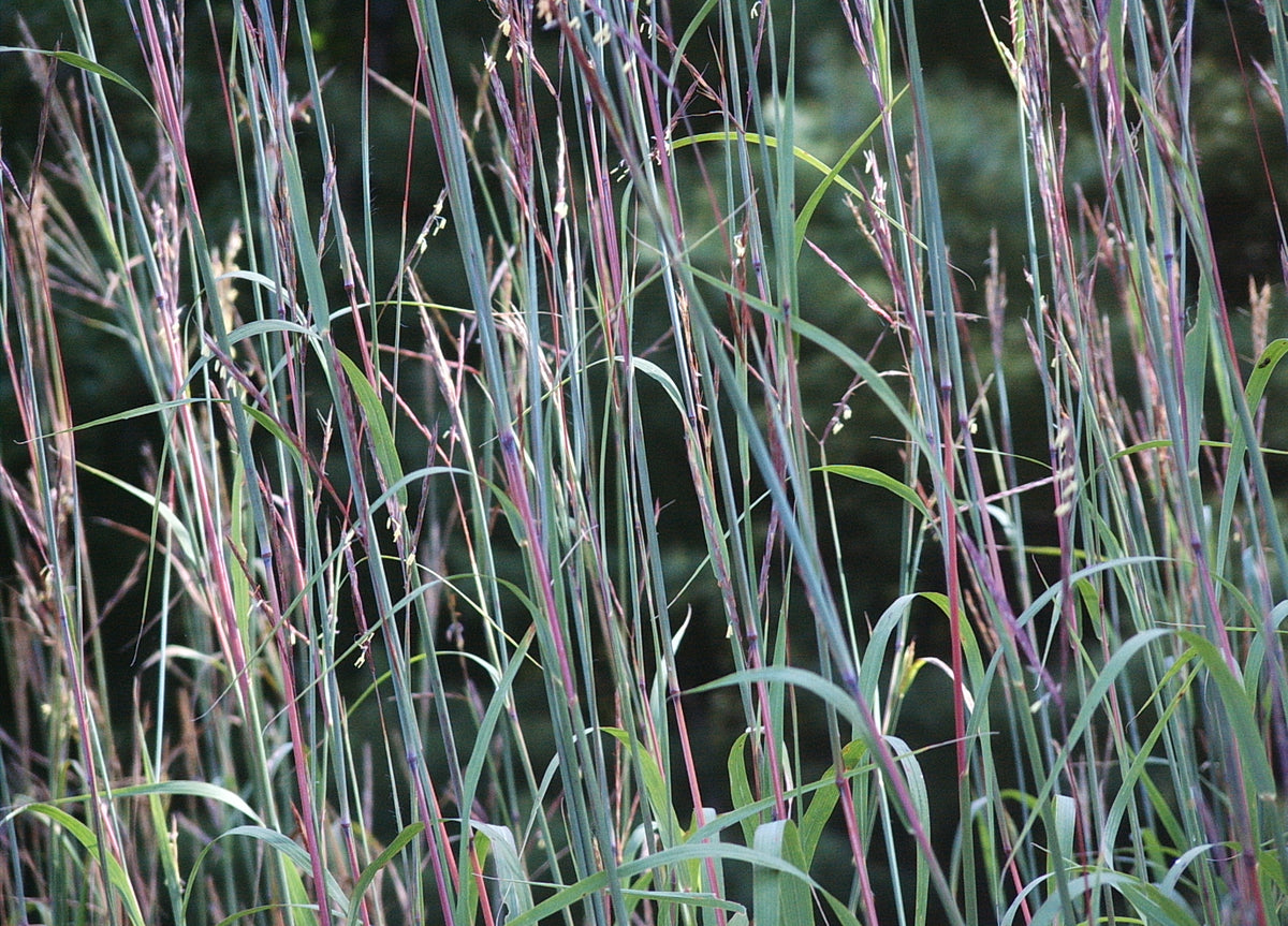 Andropogon gerardii (Big Bluestem)