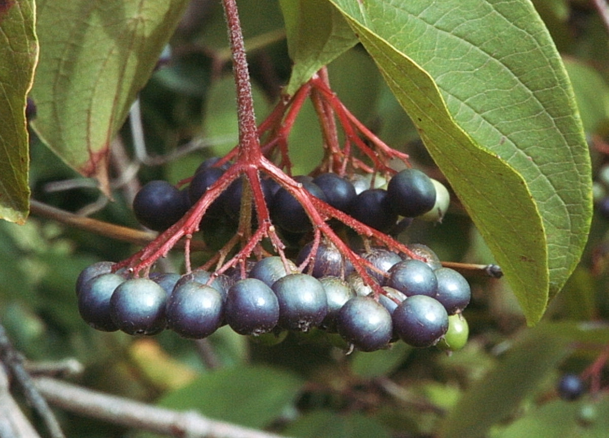 Cornus amomum (Silky Dogwood)