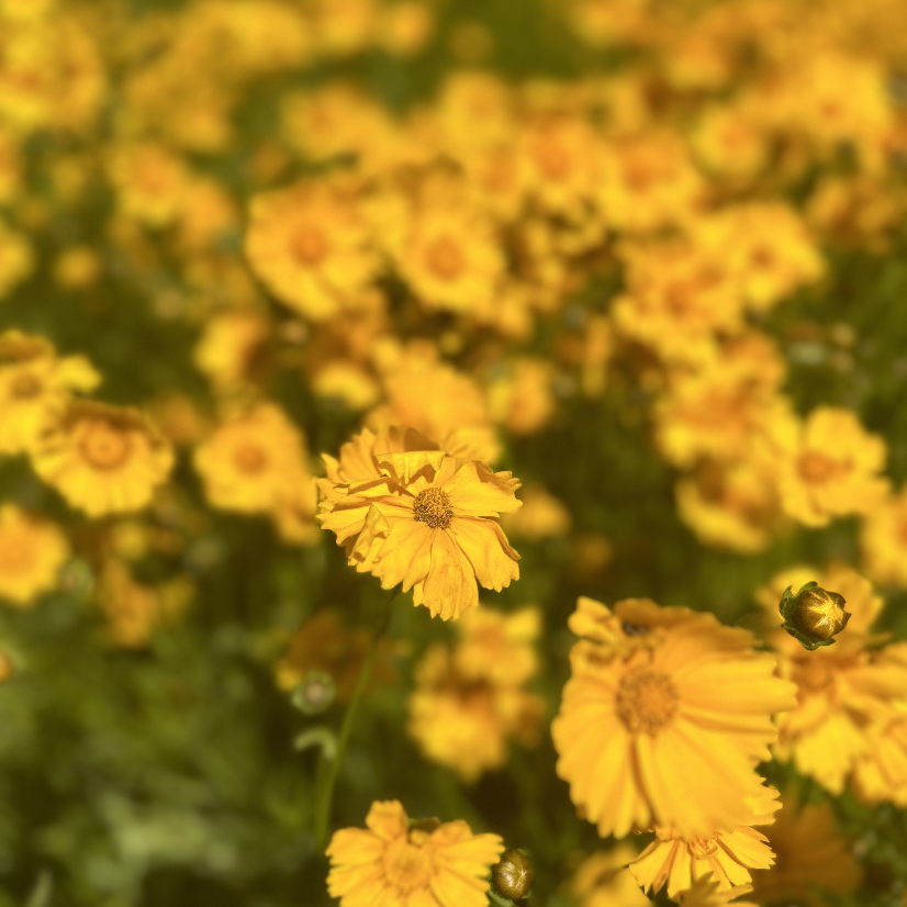 901: Solar Array Low Grow Pollinator Mix