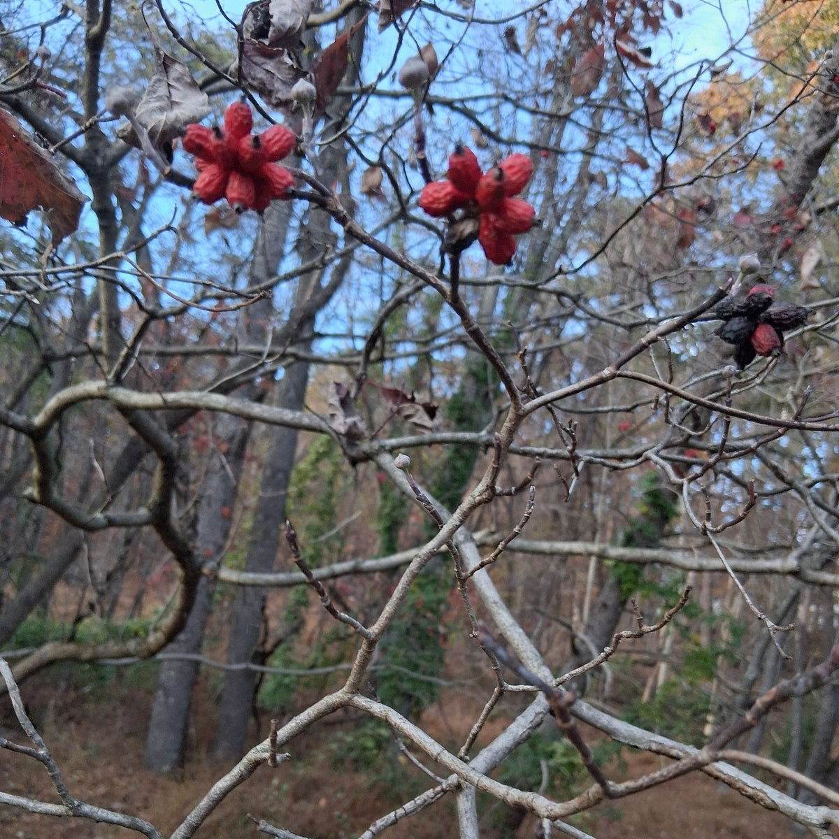 Cornus florida (Flowering Dogwood)