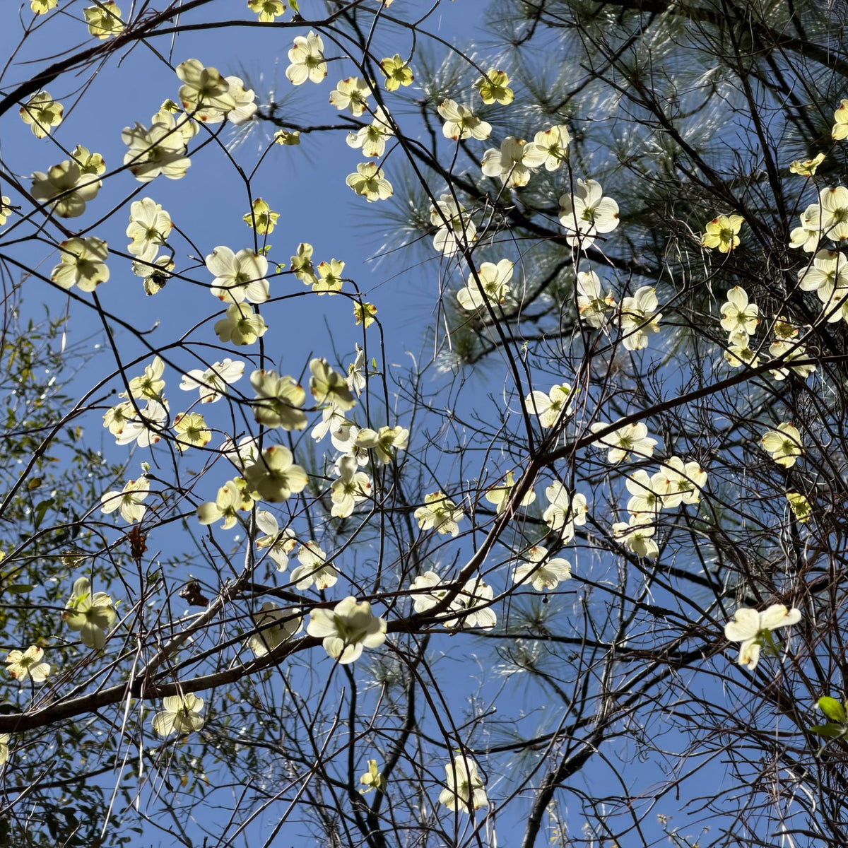 Cornus florida (Flowering Dogwood)