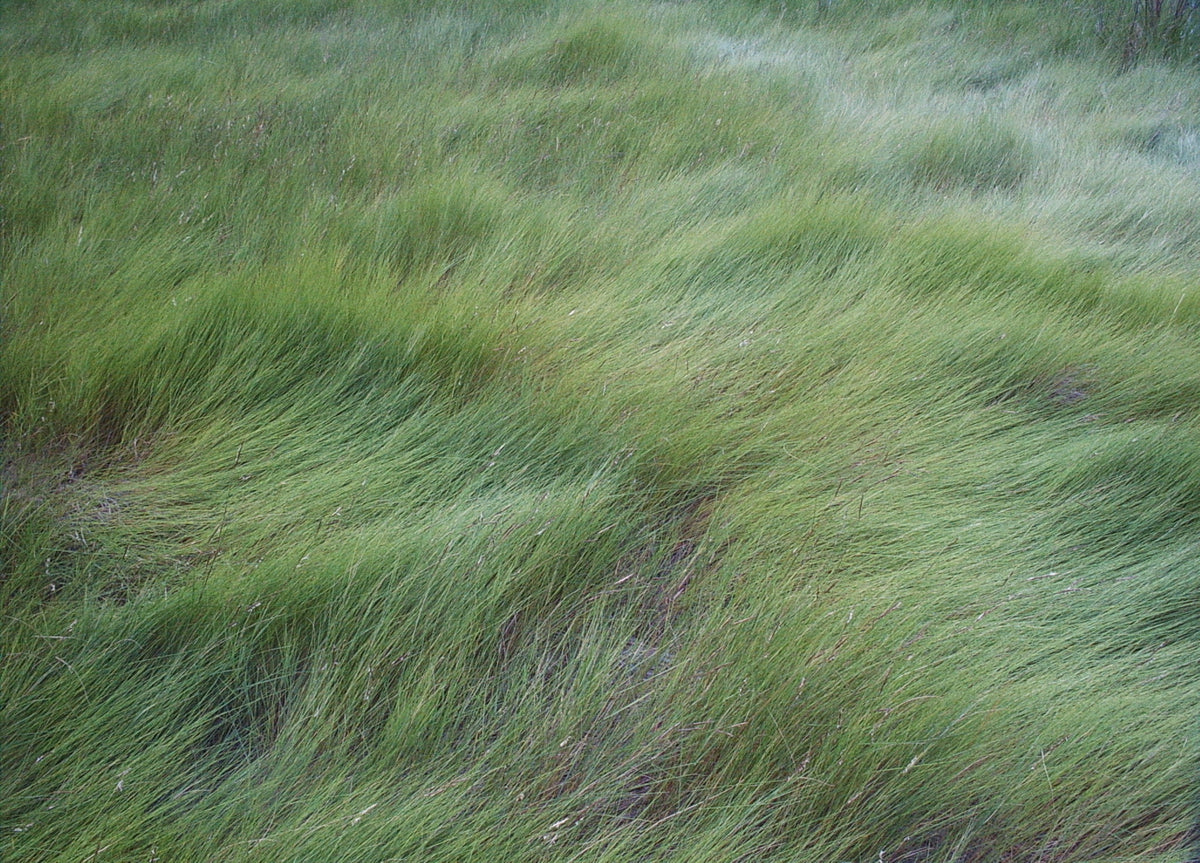 Spartina patens (Salt Meadow Cordgrass)