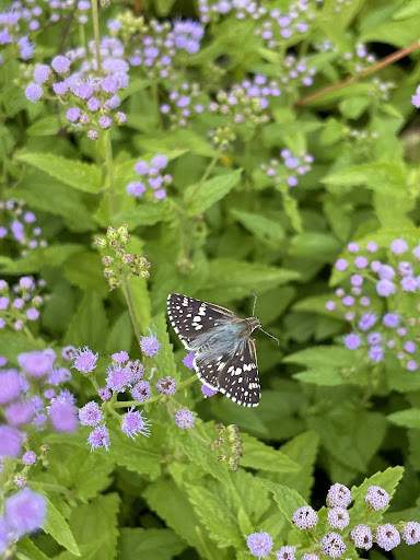 Conoclinium coelestinum (Blue Mistflower)