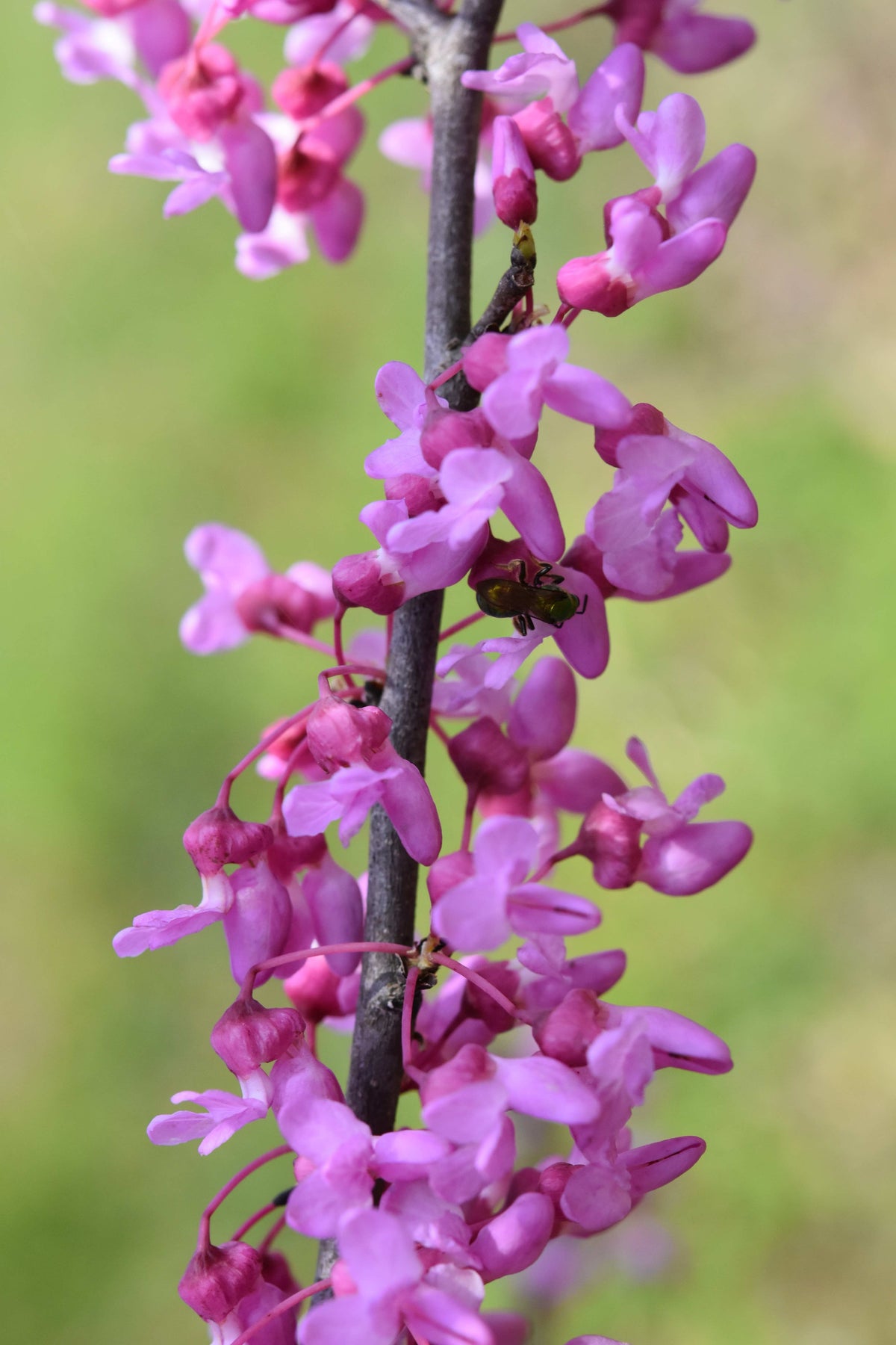 Cercis canadensis (Eastern Redbud)