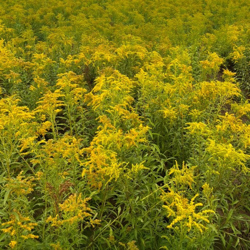 Solidago juncea (Early Goldenrod)