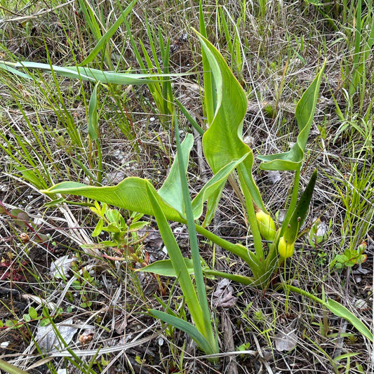 Peltandra virginica (Arrow Arum)