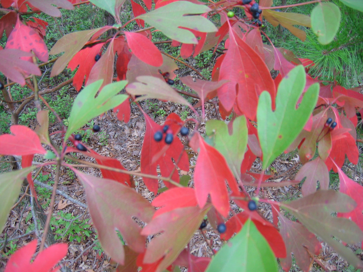 Sassafras albidum (Sassafras)