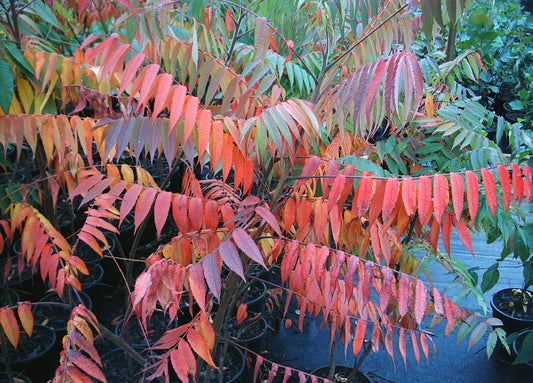 Rhus typhina (Staghorn Sumac)