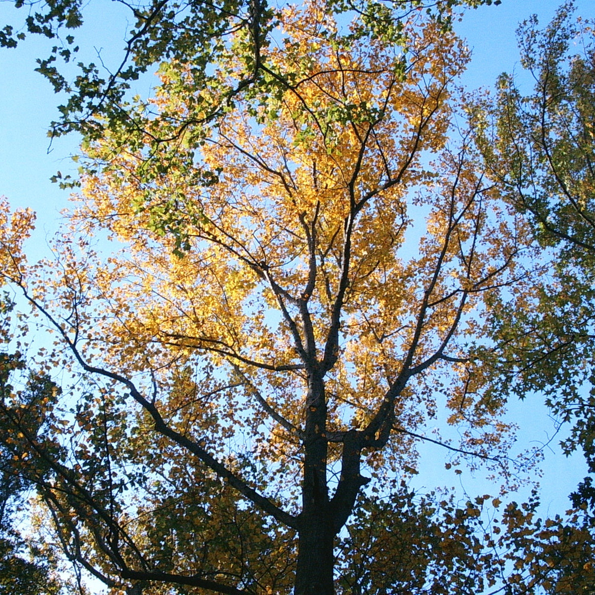 Liriodendron tulipifera (Tulip Poplar)