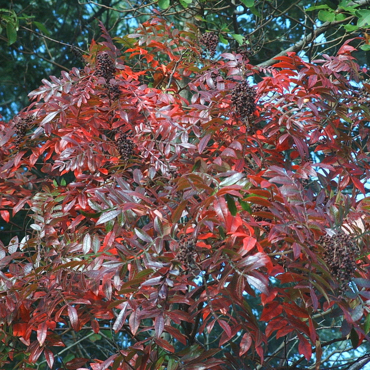 Rhus copallinum (Winged Sumac)