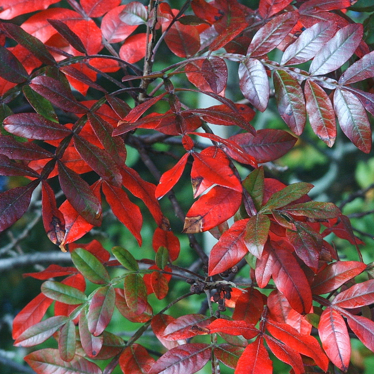 Rhus copallinum (Winged Sumac)
