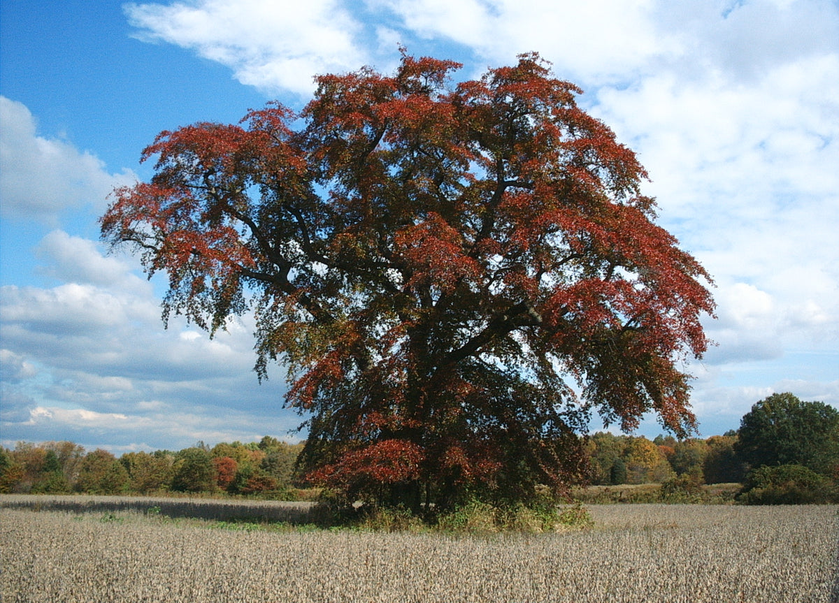 Nyssa sylvatica (Black Gum)