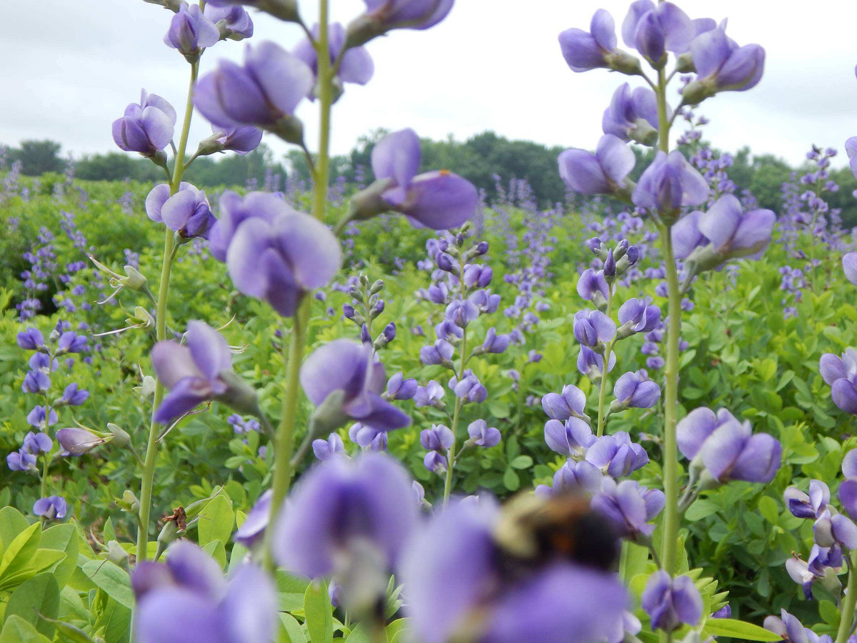 Baptisia australis (Blue Wild Indigo)