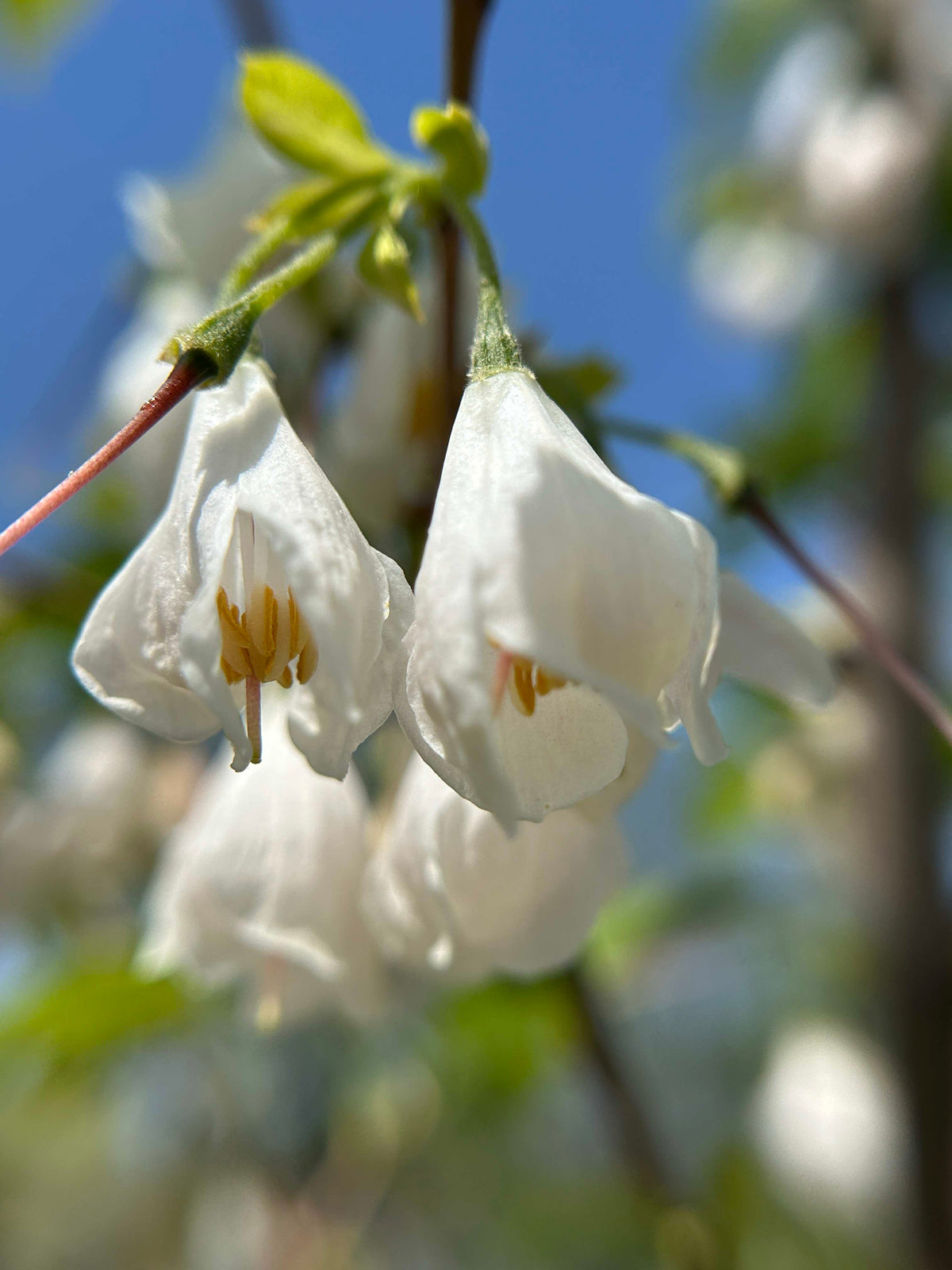 Chionanthus virginicus (Fringetree)
